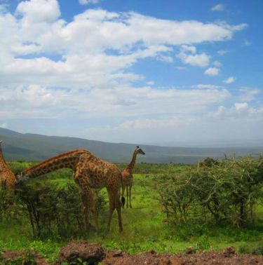 Кения – в търсене на голямата миграция – сафари и почивка 01.09.2024